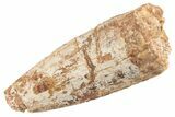 Huge Fossil Phytosaur Tooth - New Mexico #192549-1